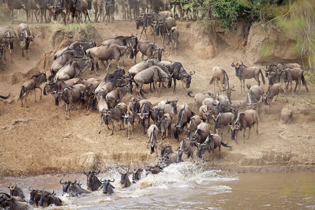 Safari migration des gnous et Zanzibar