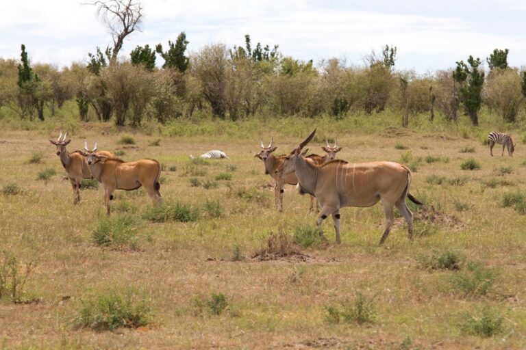 kenya, masai mara, elands, animaux sauvage