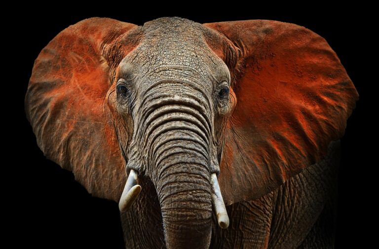kenya, parc du tsavo ouest, elephant