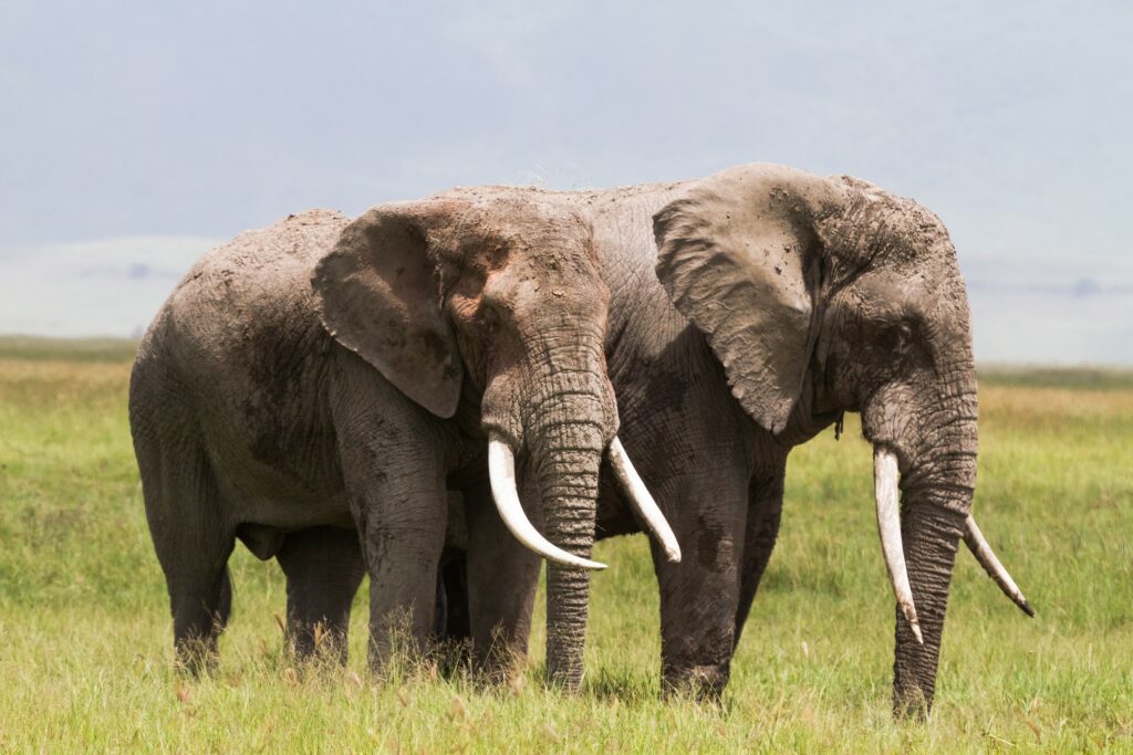 tanzanie, ngorongoro, elephants
