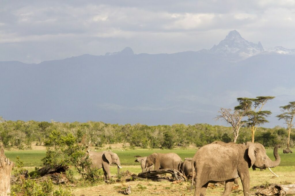 kenya, ol pejeta, troupeau d'elephants