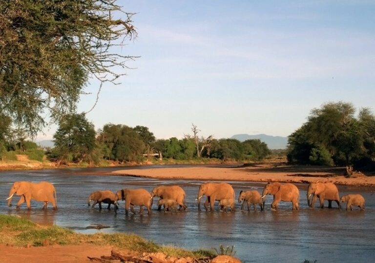 kenya, samburu, safari, troupeau d'elephants au bord de la riviere