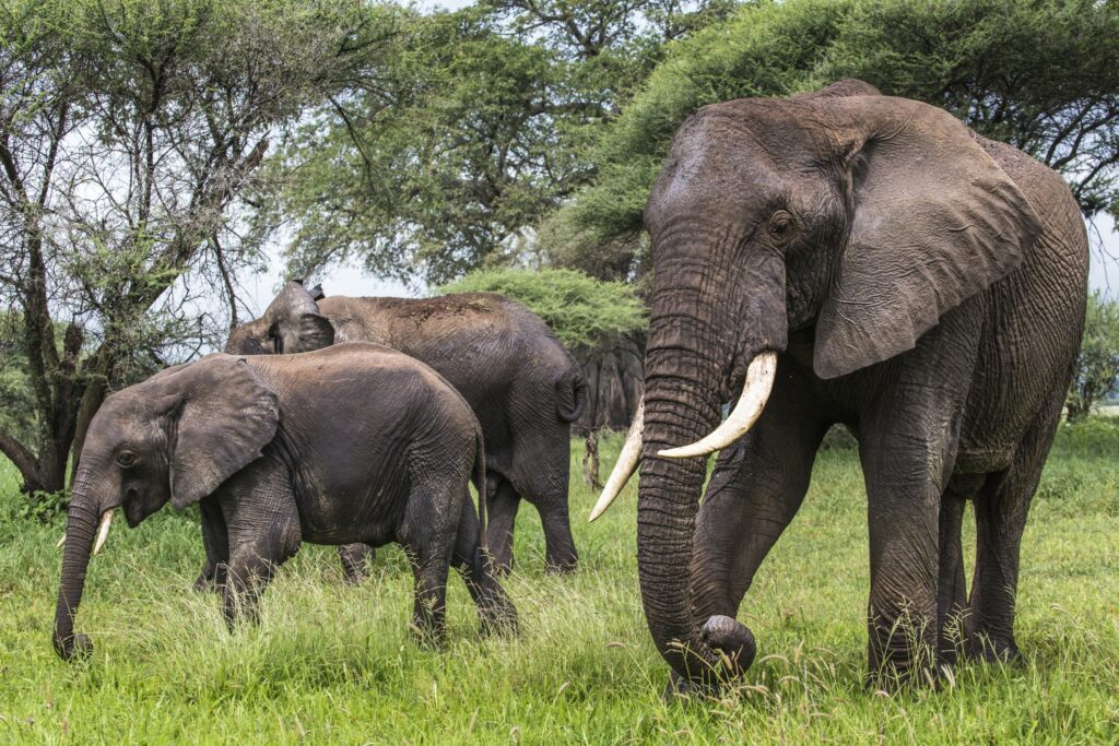 Tanzanie, tarangire, troupeau d'elephants