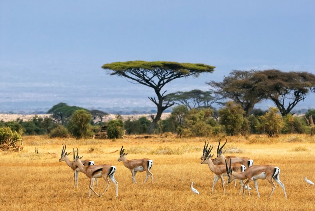 kenya, amboseli, troupeau de gazelles dans la savane, safari