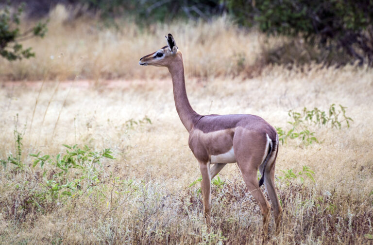 kenya, parc du tsavo ouest, gerenuk