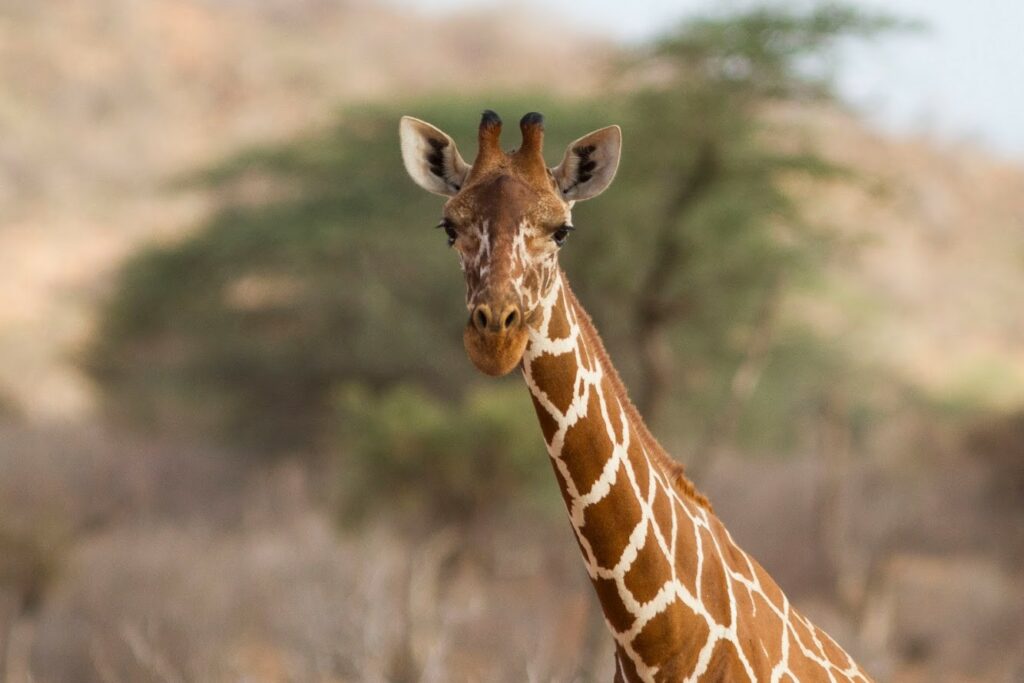 kenya, samburu, safari, girafe sauvage