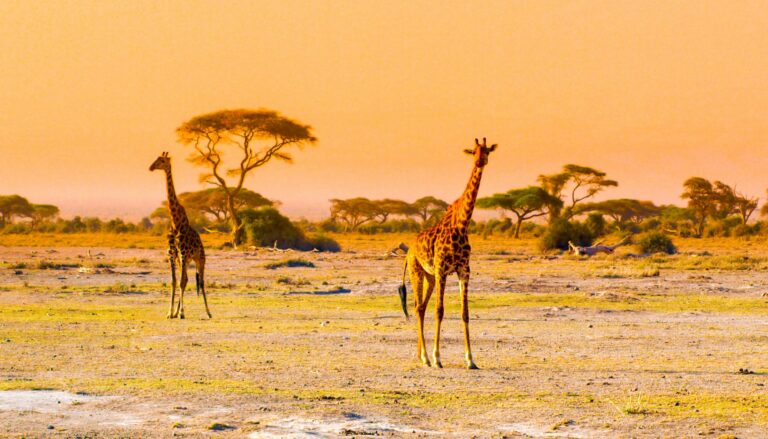 kenya, amboseli, girafe au coucher du soleil