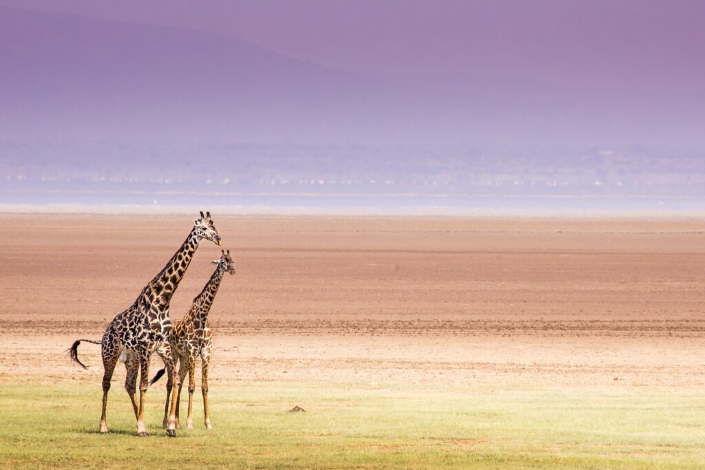 tanzanie-manyara-girafes