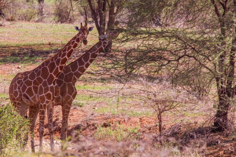 kenya, samburu, safari, girafe dans leur milieu naturel
