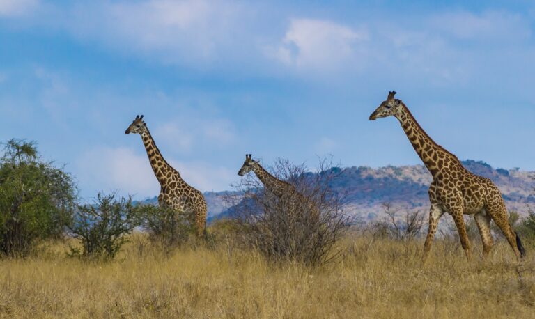 kenya, parc du tsavo est, girafes
