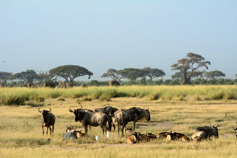 kenya, amboseli, troupeau de gnous dans la savane