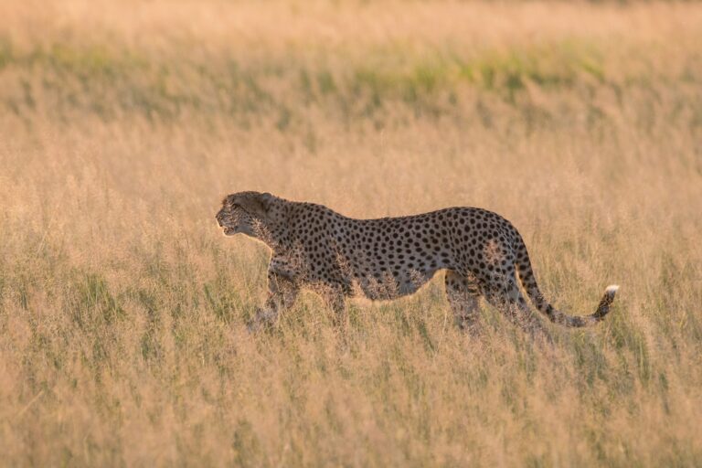 kenya, amboseli, guepard dans la savane
