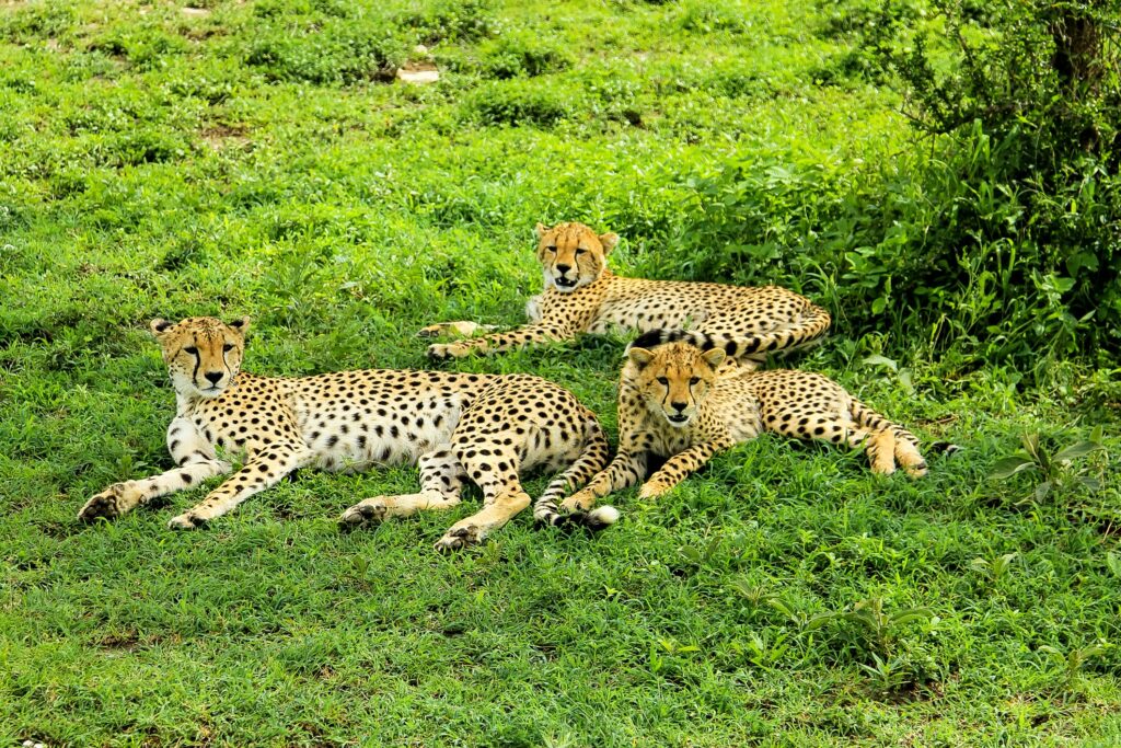 Tanzanie, tarangire, groupe de guepards