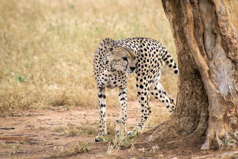 kenya, parc du tsavo ouest, guepard
