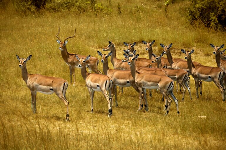 kenya, masai mara, safari, ltroupeau d'impalas