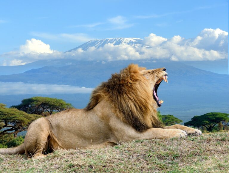 kenya, amboseli, lion, safari
