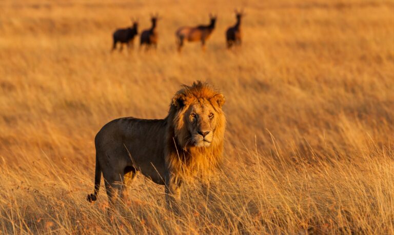 kenya, masai mara, big five, safari, lions