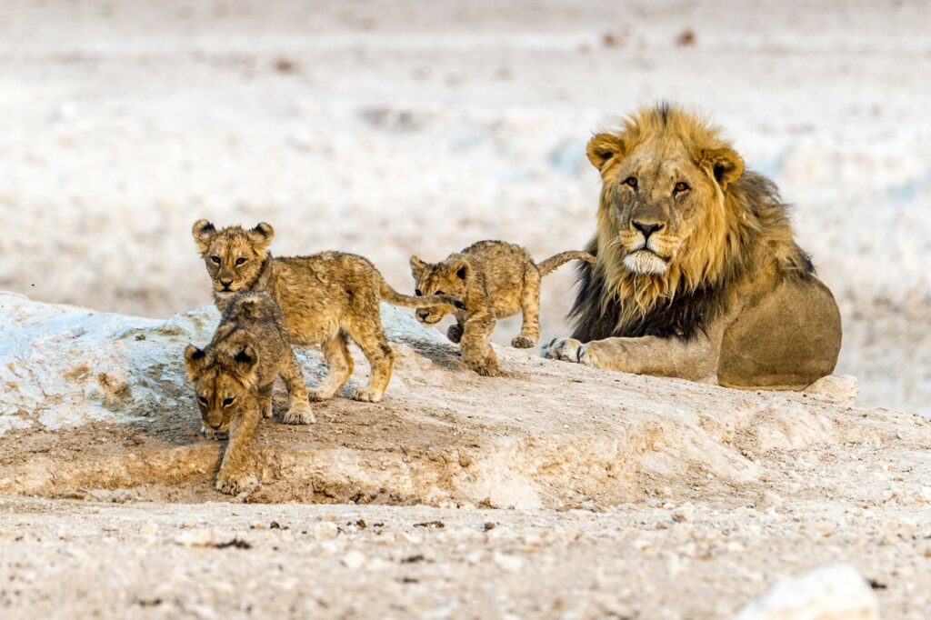 reserve d'etosha, famille de lions, namibie