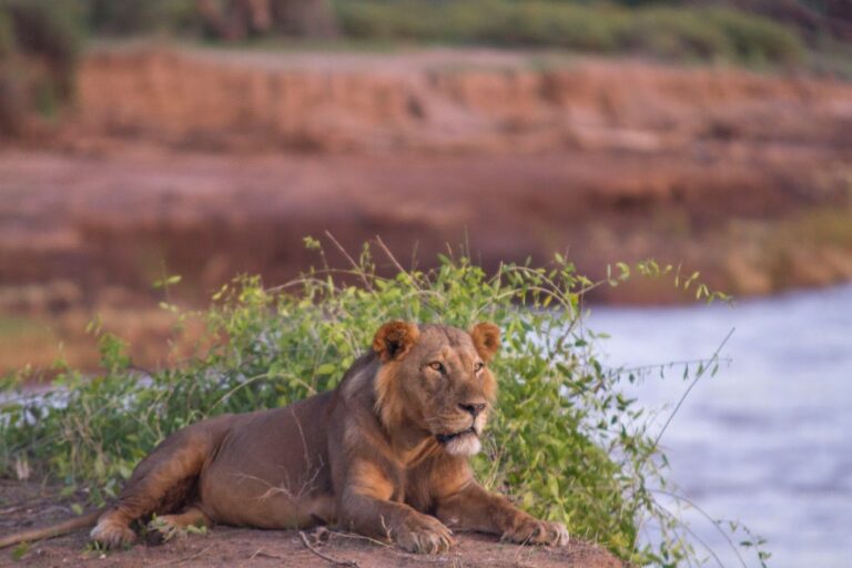kenya, samburu, lion couché sur la berge