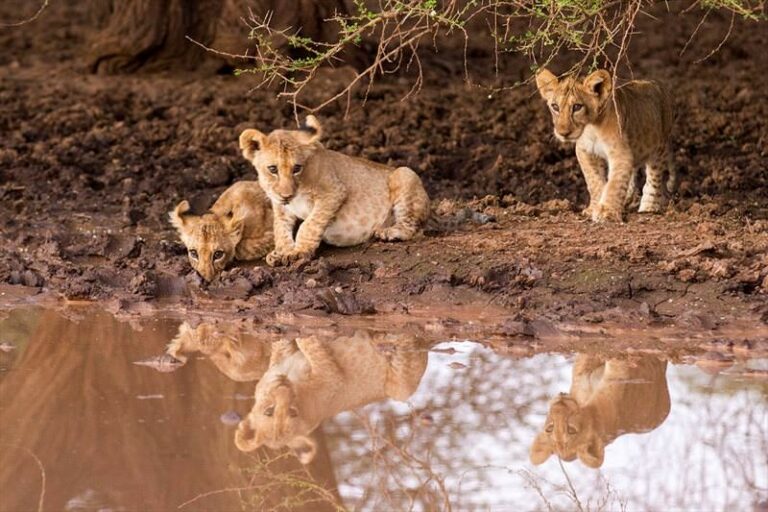 kenya, samburu, safari, lionceaux