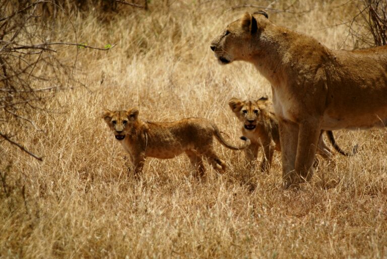 kenya, tsavo, famille de lions