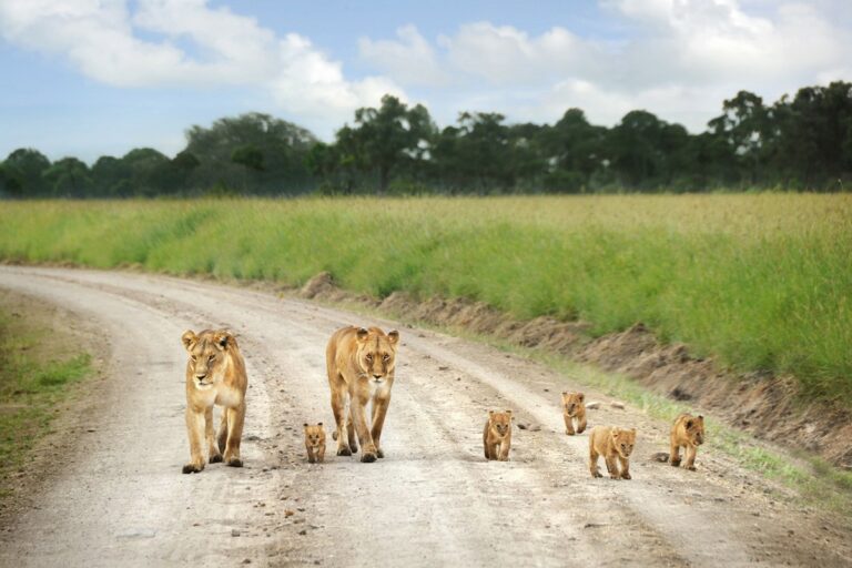 kenya, masai mara, big five, safari, famille de lions