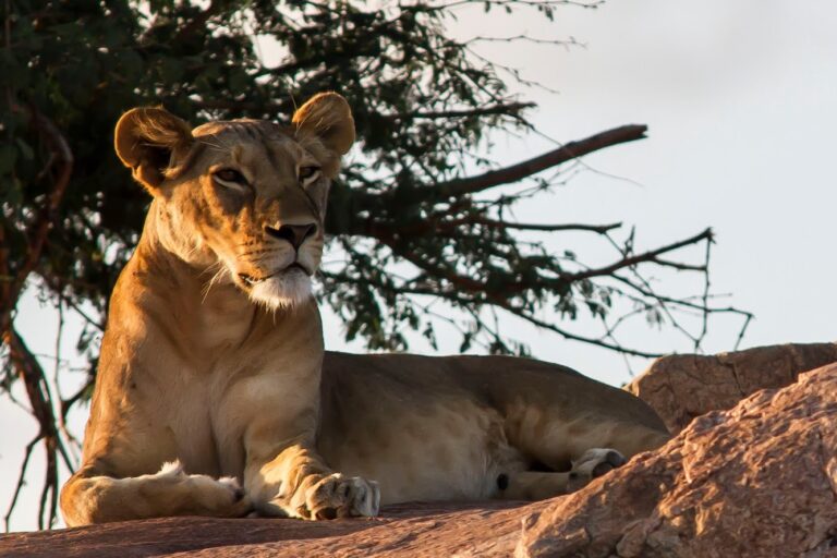 kenya, samburu, safari, lionne, faune sauvage