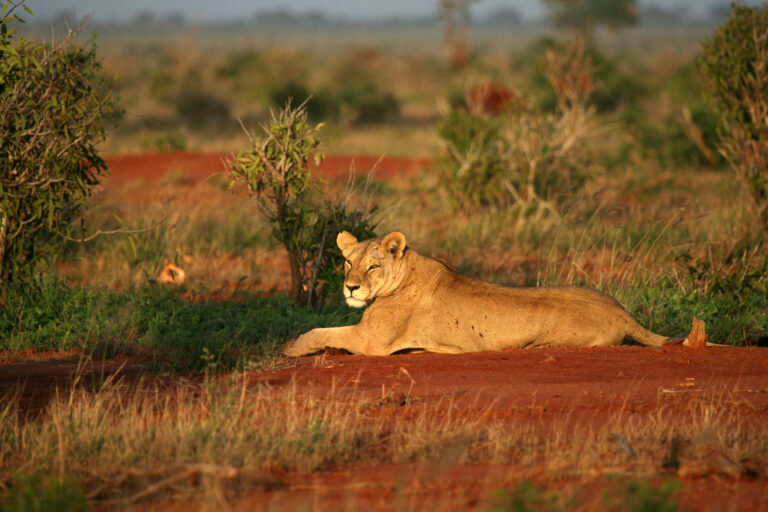 kenya, parc du tsavo est, lionne au lever du soleil