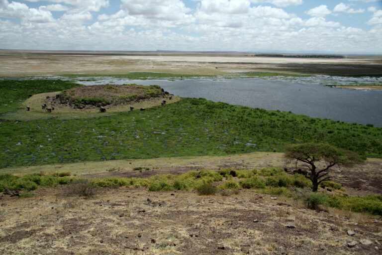 kenya, amboseli, paysage, marais