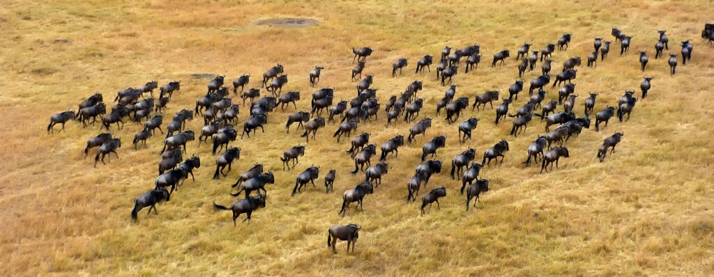 La Réserve Nationale De Masai Mara, kenya, masai mara, troupeau de gnous