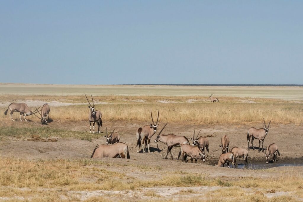 reserve d'etosha, faune sauvage, namibie