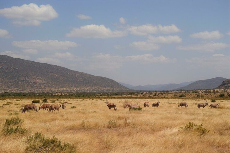 kenya, samburu, safari, observation des oryx