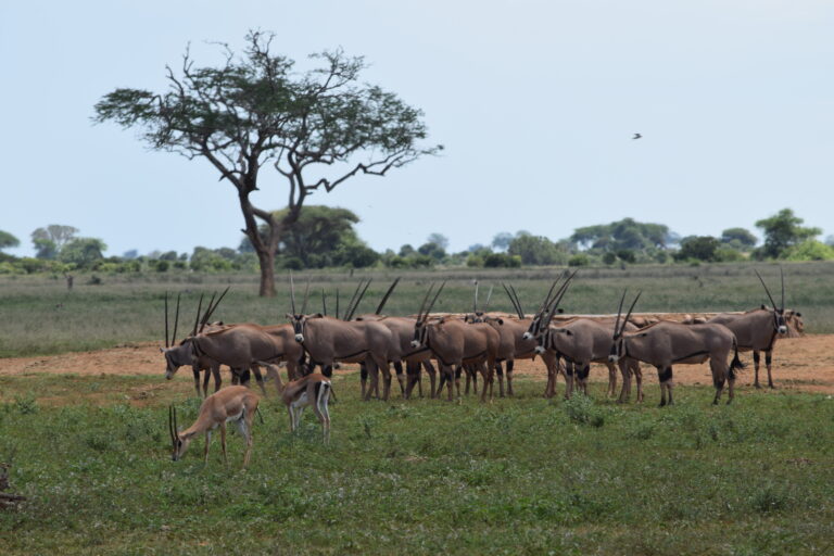 kenya, parc du tsavo est, troupeau d'oryx