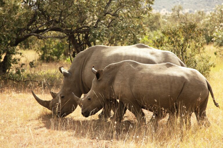 kenya, masai mara, big five, rhinoceros blancs