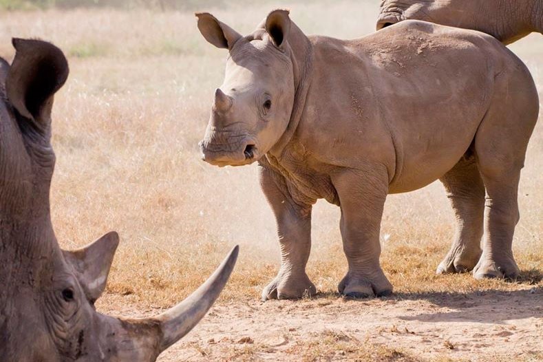 kenya, safari, faune sauvage, rhinoceros, bigfive