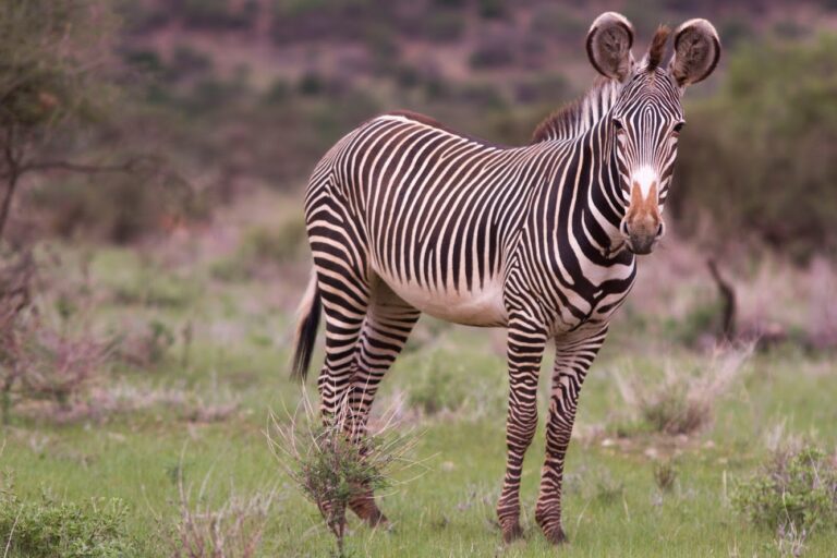 kenya, samburu, safari, zebres