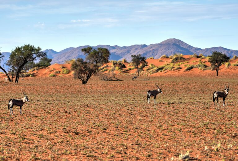 le désert du namibrand, namibie