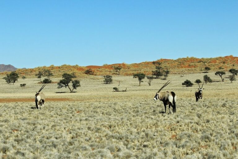 des oryx dans le namibrand, namibie