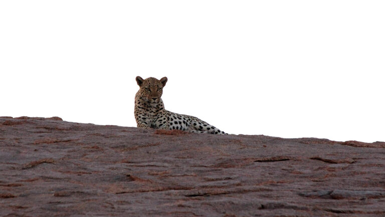 leopard-namibrand