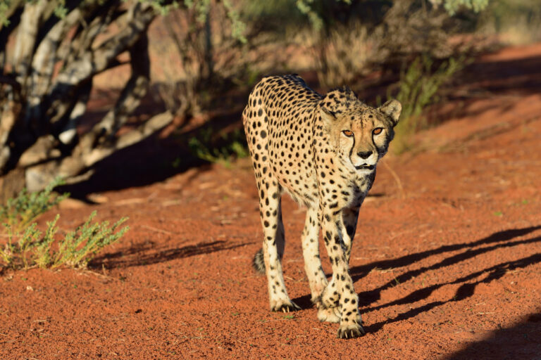 Wild Cheetah In the Kalahari desert at sunset. African Savannah, Namibia
