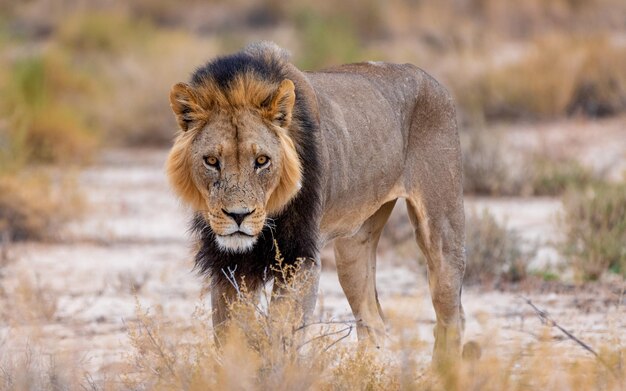 lion-kalahari-criniere-noire_kalahari