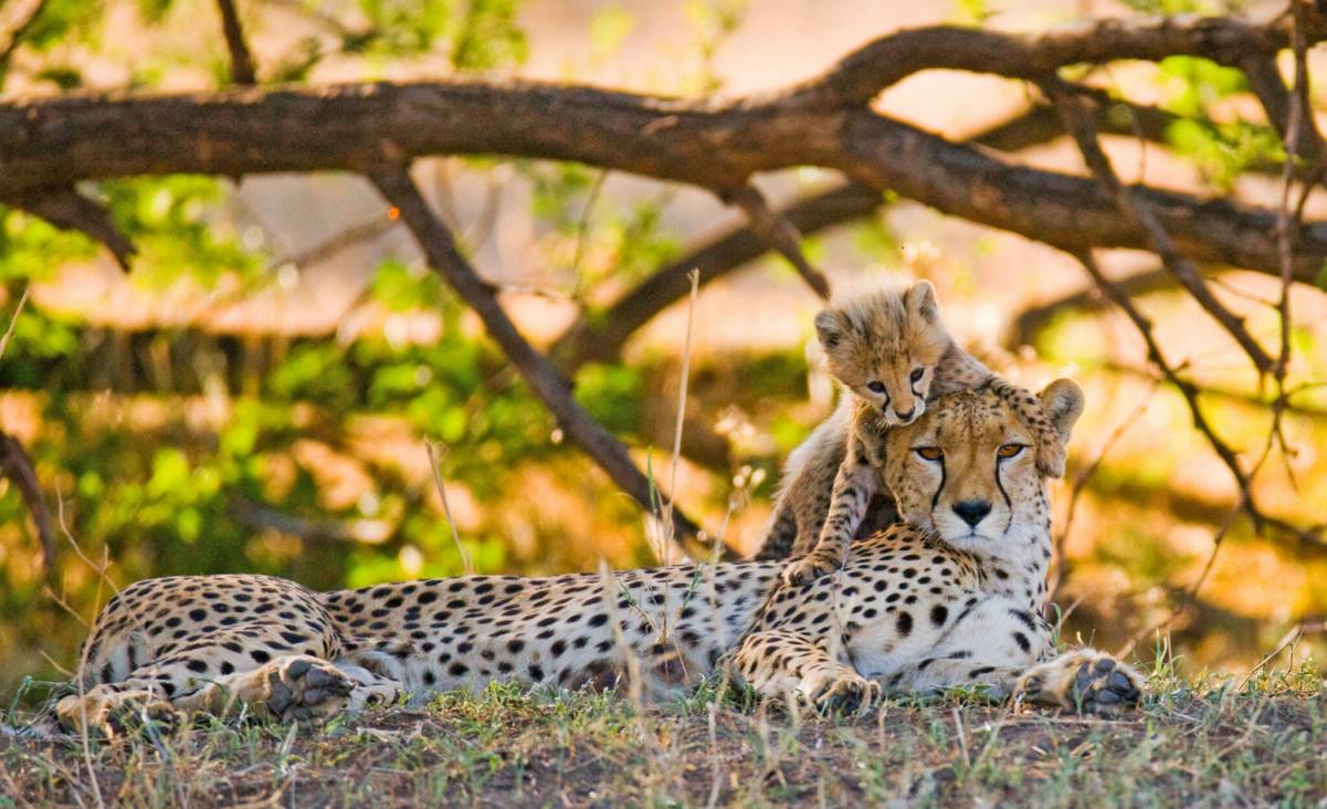 safari en tanzanie, serengeti, guepards
