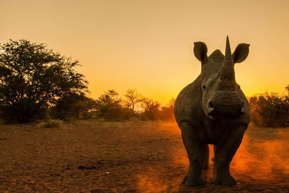 rhinocéros au coucher du solieil