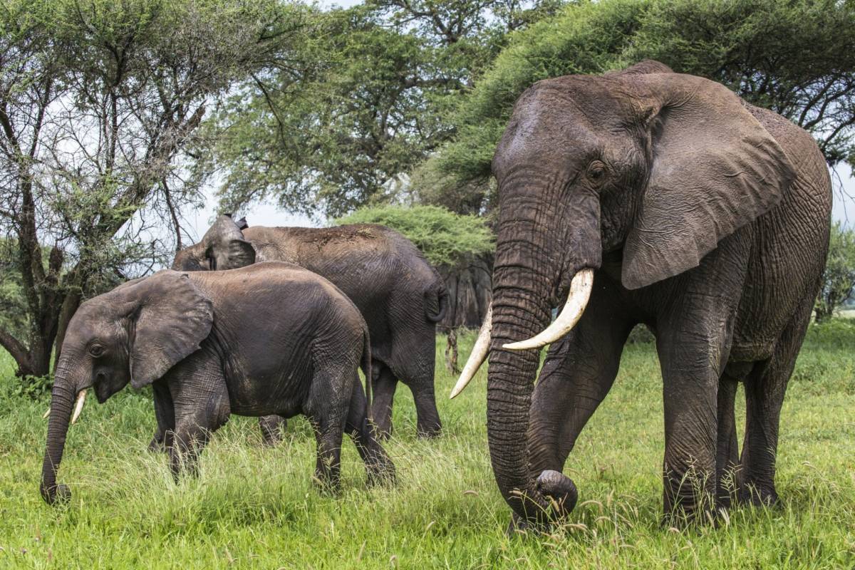 elephants, au Serengeti, Tanzanie